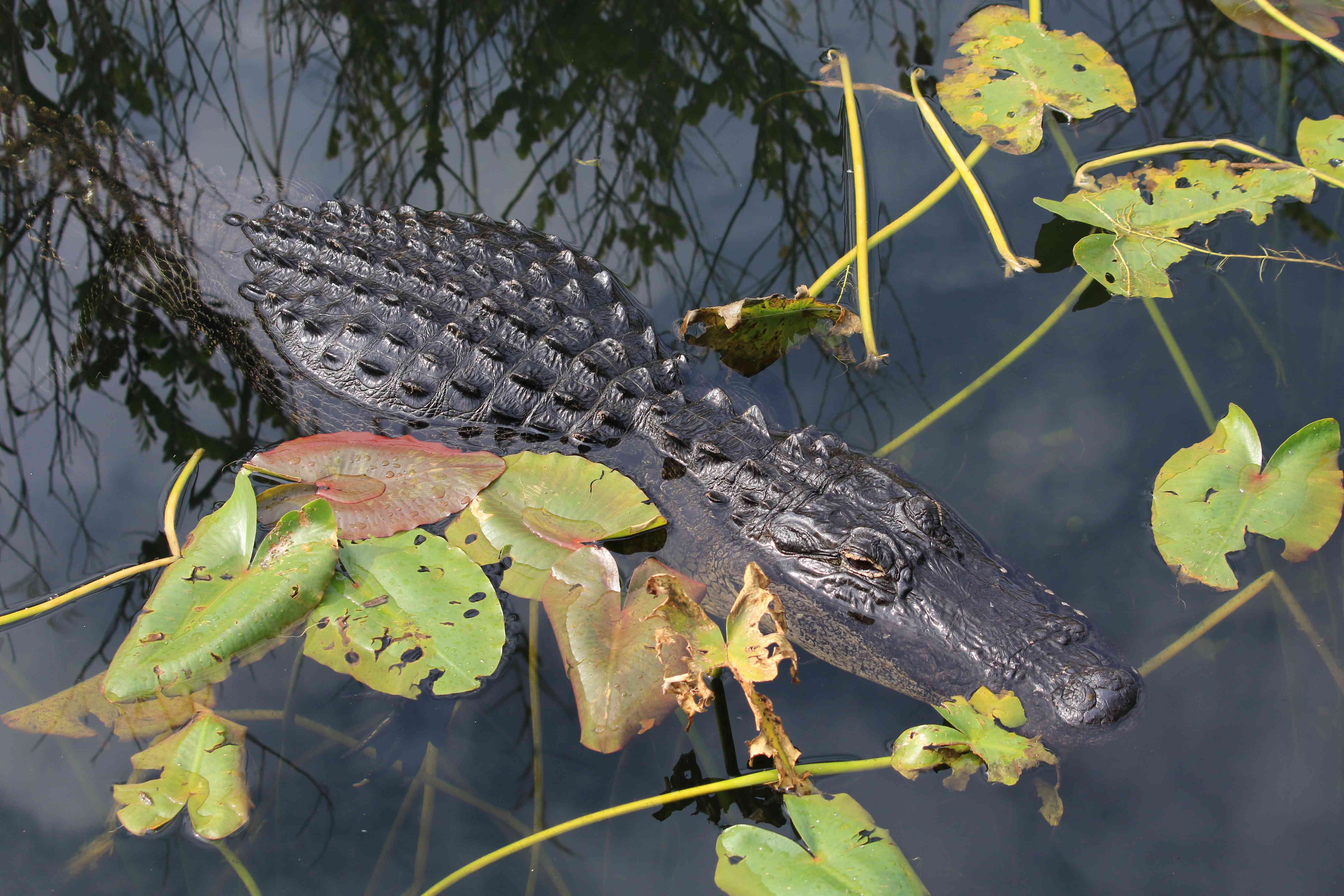 A swimming alligator